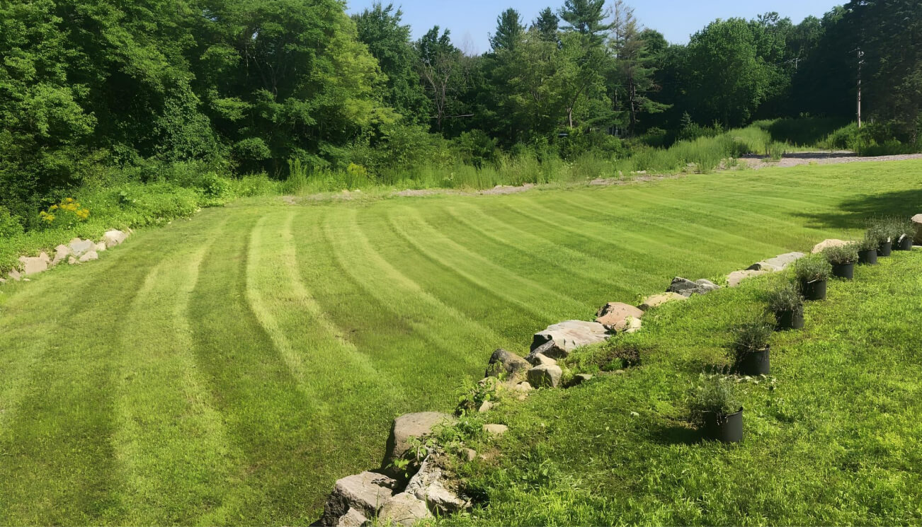 Residential landscaping A well-maintained grassy lawn with visible mowing lines is bordered by rocks and potted plants, with dense green trees and shrubs in the background on a sunny day.